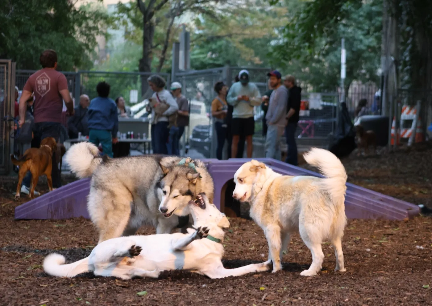 Dogs playing in the Dog Run at a Yappy Hour