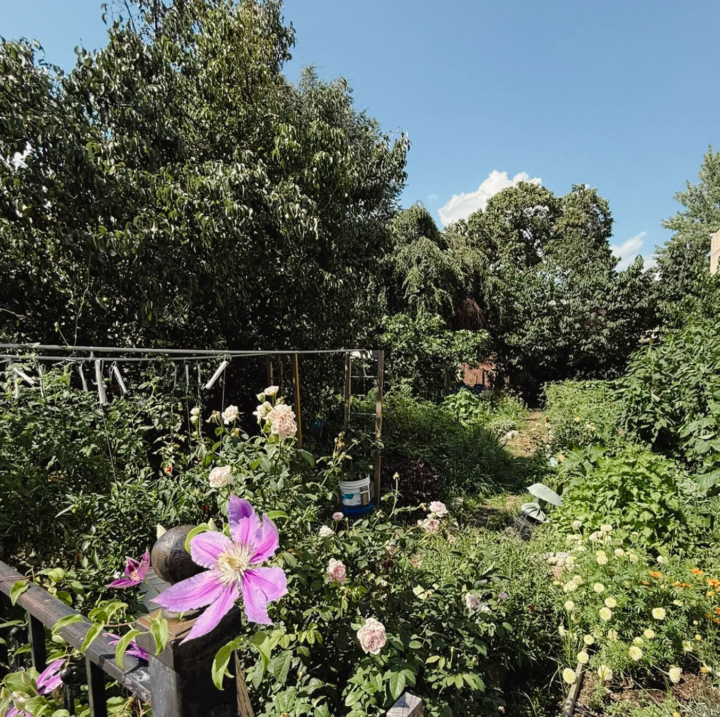 Flowers and greenery in the Community Garden