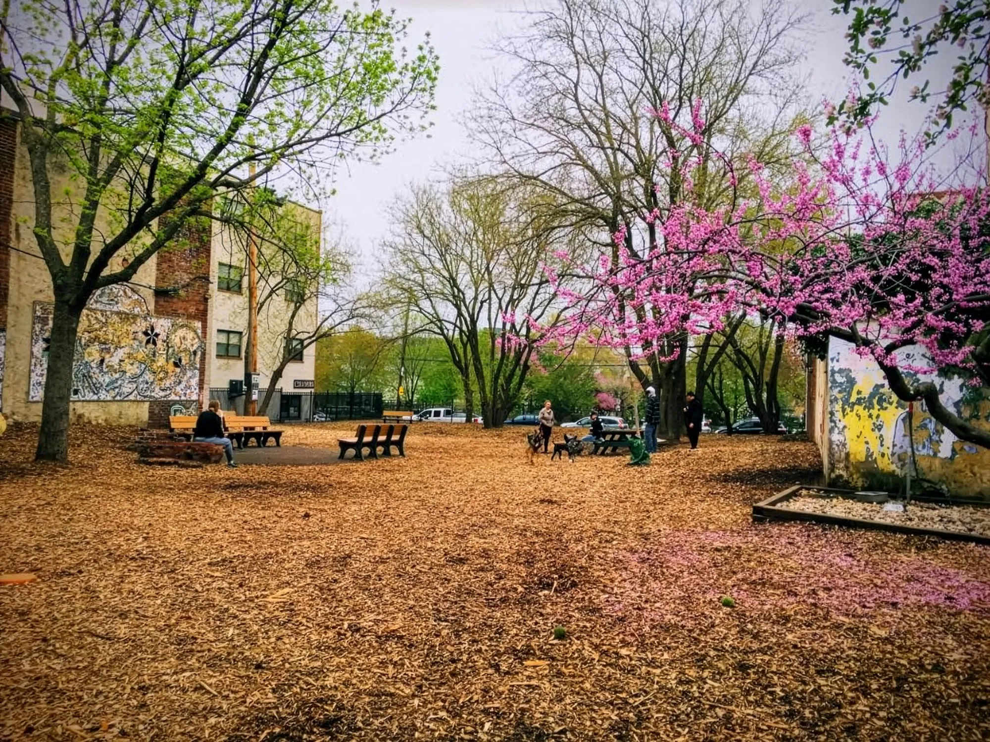 The Dog Run in spring, redbuds in bloom, dogs and neighbors on the wood chips